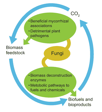 diagram of fungal biological process 